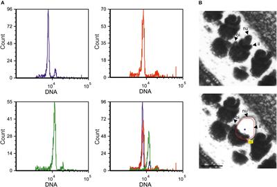 Ovule Gene Expression Analysis in Sexual and Aposporous Apomictic Hypericum perforatum L. (Hypericaceae) Accessions